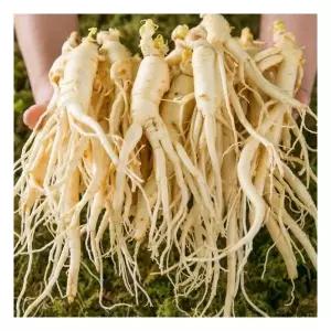 세척 난발삼 1kg 30뿌리내외 500g 15뿌리내외 200g 5뿌리내외 선물세트 명절 부모님 한가위 설날 가족