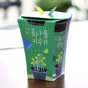 콩나물 키우기 새싹 재배키트 시루 관찰용 홈가드닝