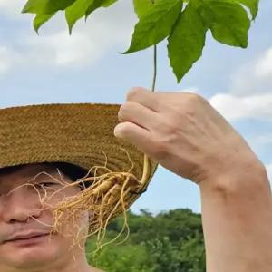 횡성(칠봉산) 1등급 산양산삼 7년근 (대) 10뿌리 세트 장뇌삼 산삼 (저렴한 산양삼과 직접 비교해보세요!!! 