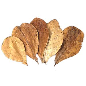알몬드잎 Almond Leaf (랜덤) 5장