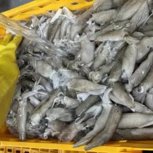 총알한치 500g