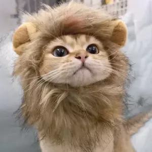 사자 포토아이템 포토 고양이 강아지 아이템 귀여운 헤어 모자