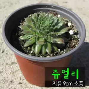 노지월동) 사용한 건강한식물) 지름 다육화분 9cm 쥬얼리 (좋은흙만 (바위솔 소품
