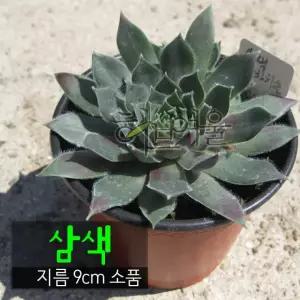 바위솔 사용한 9cm (좋은흙만 소품 다육화분 삼색 지름 건강한식물) (노지월동)
