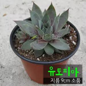 노지월동) (좋은흙만 다육화분 유토피아 지름 소품 사용한 건강한식물) (바위솔 9cm