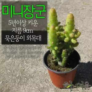 외목대) 사용한  미니장군(묵은둥이 소품화분 9cm (좋은흙만 건강한식물) 지름