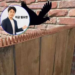 지금 필요한 독수리연 실외기 퇴치 버드스파이크 비둘기 에어컨