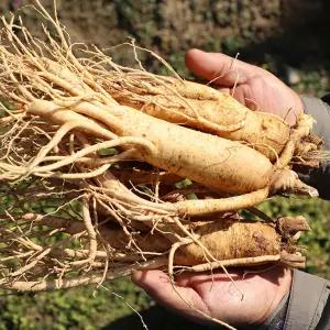 음성 5년근 수삼 중삼계 750g(26-35뿌리)/대삼계 750g(18-25뿌리)
