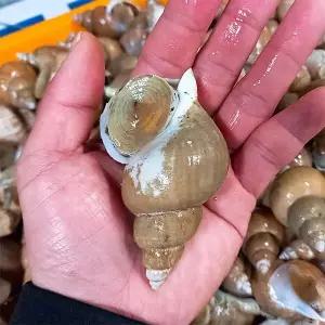 [산지직송] 동해안 자연산 백골뱅이 1kg (중/25-35미/산소포장)