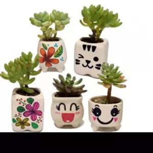 다육식물 화분 꾸미기 DIY 키트