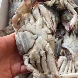 국내산 급냉 암게 암꽃게 5kg