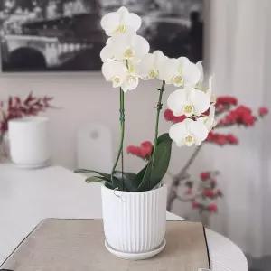 모던 도기 화분 세로줄실린더 15x15cm 소화분 도자기화분 인테리어화분 거실
