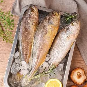 [물맛남] 손질된 대사이즈 부세조기 7마리 (28cm내외)