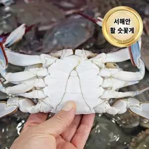 당일조업 서해안 제철 활 꽃게 2kg 숫꽃게 8-12미 빙장포장)