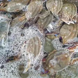 당일조업 서해안 제철 활 꽃게 6kg (숫꽃게 24-36미/빙장포장)