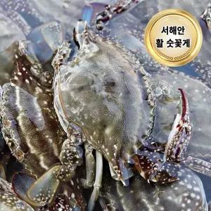 당일조업 서해안 제철 활 꽃게 1kg (숫꽃게 4-6미/빙장포장)
