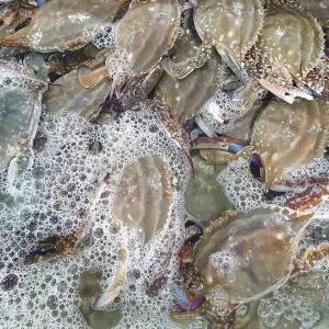 당일조업 서해안 제철 활 꽃게 6kg (숫꽃게 24-36미/빙장포장)