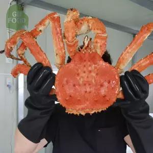 건담농수산 러시아 자숙 블루킹크랩 3.5KG (생물기준) 제철해산물 수율보장 대왕