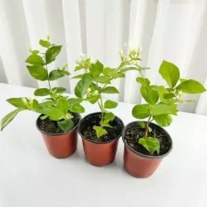 꽃집아가씨 (3그루)함박자스민(소형) 화분지름10cm 아라비안자스민 말리화 향기나는꽃 사계절꽃 공기정화