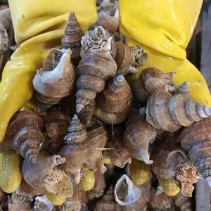 동해 생물 살 고동 1kg 20미내외 생물 살고둥 타래고동 살 골뱅이 생골뱅이 바다고동