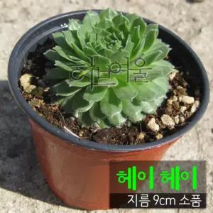 마사만 사용) 지름 소품 노지월동) (상토와 9cm 다육화분 헤이헤이 (바위솔