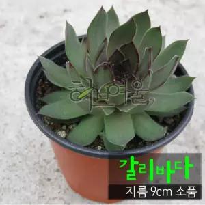 사용한 (바위솔 노지월동) 9cm 건강한식물) 소품 지름 갈리바다 (좋은흙만 다육화분