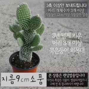 소품다육화분 외목대  지름 (좋은흙만 9cm (토끼선인장) 건강한식물) 백도선 사용한 묵은둥이