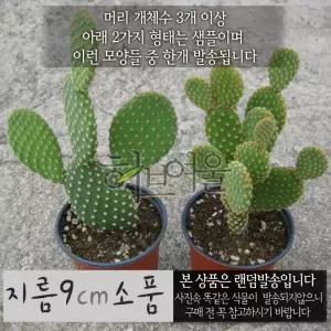 소품다육화분 묵은둥이 (좋은흙만 외목대 (황도선 금도선 지름 건강한식 토끼선인장) 9cm  사용한