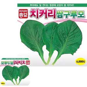 뮤 치커리 씨앗 종자 추위에강한 쌈용 채소 구루모