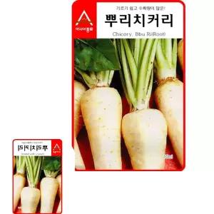뮤 치커리 씨앗 뿌리치커리 종자 채소 쌈용 재배