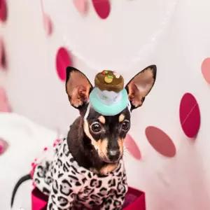 팻 생일케익 머리띠 민트 강아지생일모자케이프