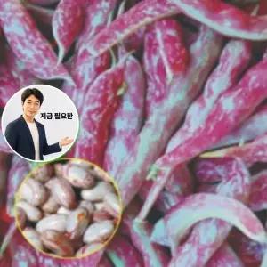 지금 필요한 품종 난쟁이 600g 얼룩 종자 씨앗 강남콩 채소