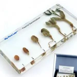 (올핀)땅콩 성장관찰 식물 초등과학실험키트 1P
