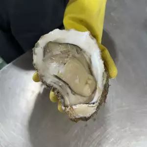 리브하우스 통영 자연산 바위굴 6kg 964225