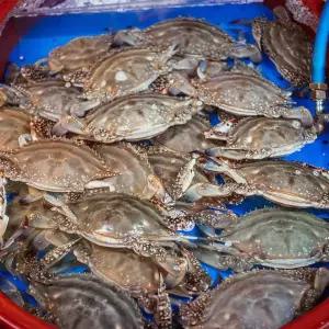 국내산 생물 숫꽃게 1kg(4~6미)