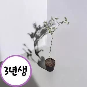 캠벨포도 3년생 분묘 결실주 포도나무 켐벨 유실수