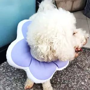 강아지넥카라 쿠션 깔때기 꼬깔 L 애견 퍼플