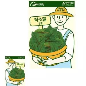 빙투 허브 적소렐 앙팡 씨앗 종자 종묘 톡쏘는 향기
