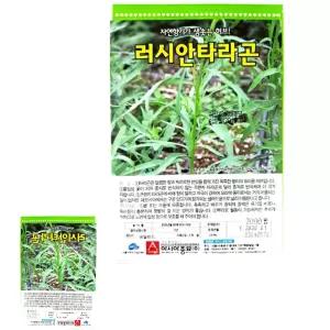 빙투 씨앗 캐모마일 허브 러시안타라곤 종자 종묘 씨 쓴맛