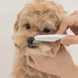 강아지 고양이 얼굴 정리용 금속 빗