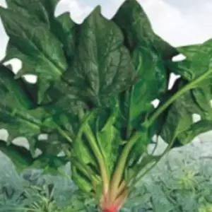 섬초 동초 시금치 야채 채소 식물 씨 종자 씨앗 400g