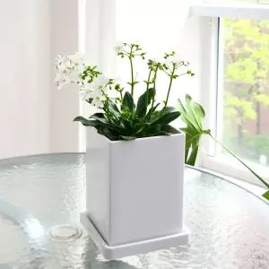 고강도 플라스틱 긴사각 화분 14x14x20cm 가벼운 꽃화분 식물 플라워 꽃집 분배 인테리어 정원 원예 베란다