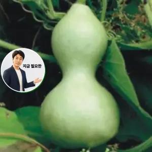 지금 필요한 종묘 조롱박씨앗 50립 씨앗 열매 관상용 종자 조롱박 식물