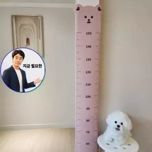 지금 필요한 벽부착 키재기 학생 줄자