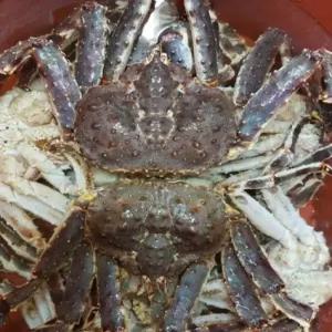BS 러시아 레드 자숙킹크랩 2.5kg(자숙 전 중량)