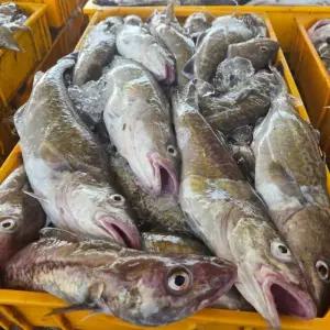 국내산 대구 2kg 2-4미 냉동대구 통대구 생 대구 생선 대구 물고기 대구탕 대