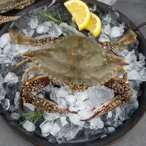 [연평도 꽃게] 제철 활 숫꽃게 3kg (소/kg당 5-6미/빙장포장)