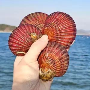 [산해직송]통영 홍가리비 1kg(25-30미 내외)캠핑 조개 구이