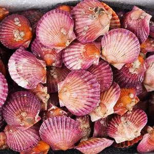 산지직송 싱싱한 제철 통영 홍가리비 1kg (25미 내외)