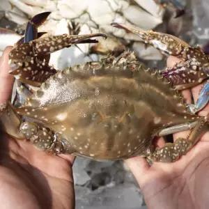서해안 당일조업 가을 활 숫꽃게 1kg (kg당 3~6미내외) 빙장포장